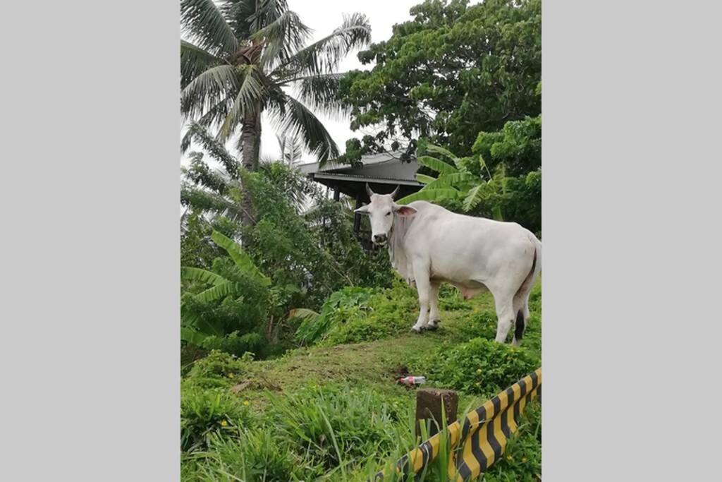 The Balcony Of The Camiguin Island Apartment Mambajao Ngoại thất bức ảnh